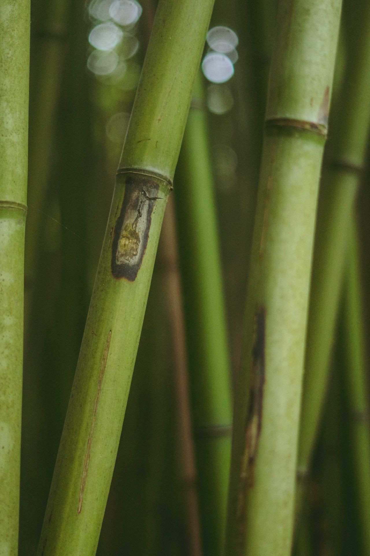 troncs de bambou